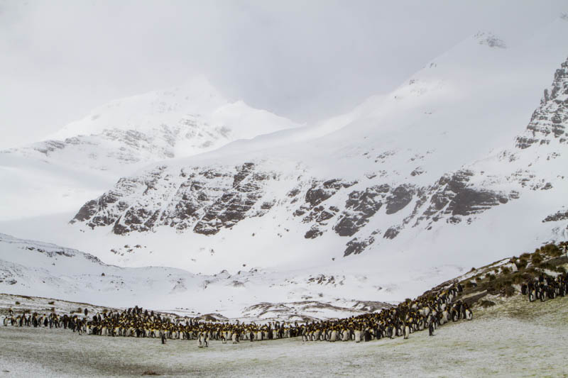 King Penguins And Peaks