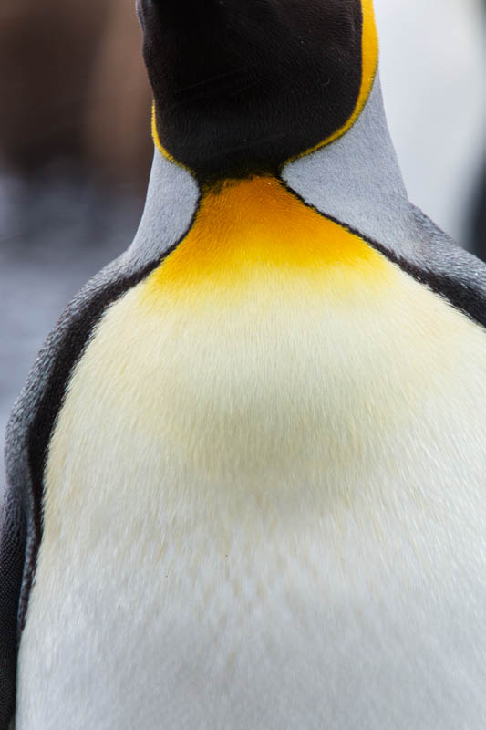 King Penguin Feather Detail