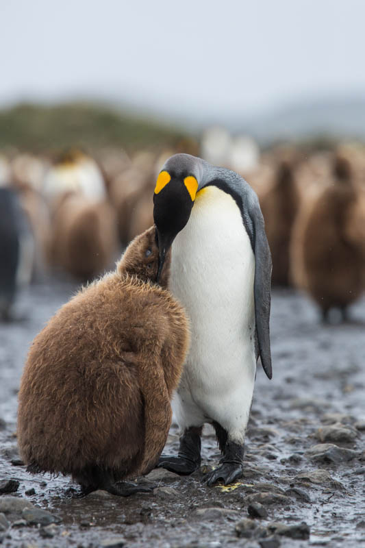 King Penguin Feeding Chick