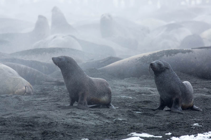 Antarctice Fur Seals On Beach