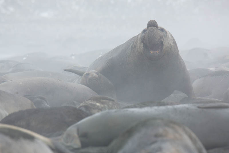 Southern Elephant Seals On Beach