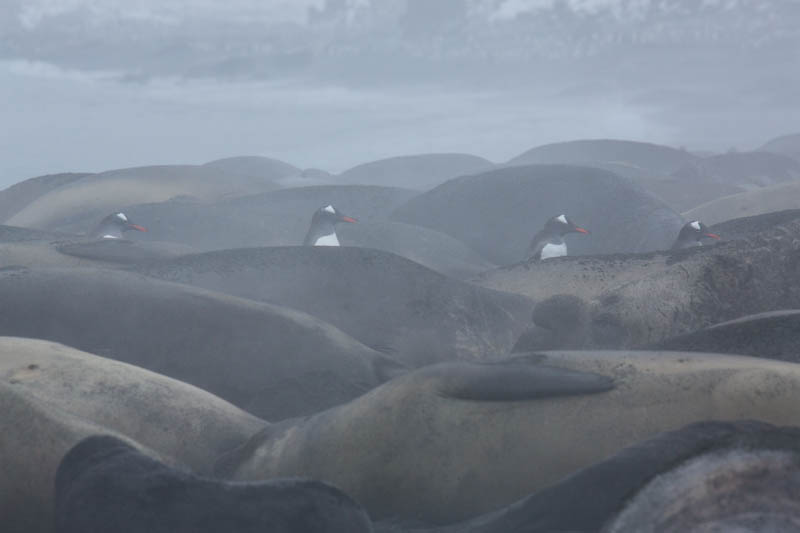 Gentoo Penguins And Southern Elephant Seals On Beach