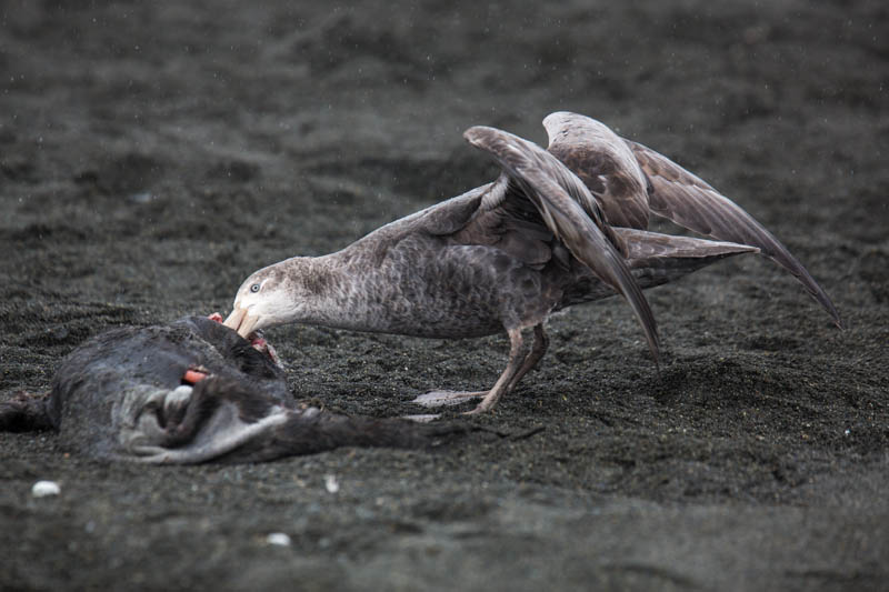 Northern Giant Petrel Scavenging Carcass