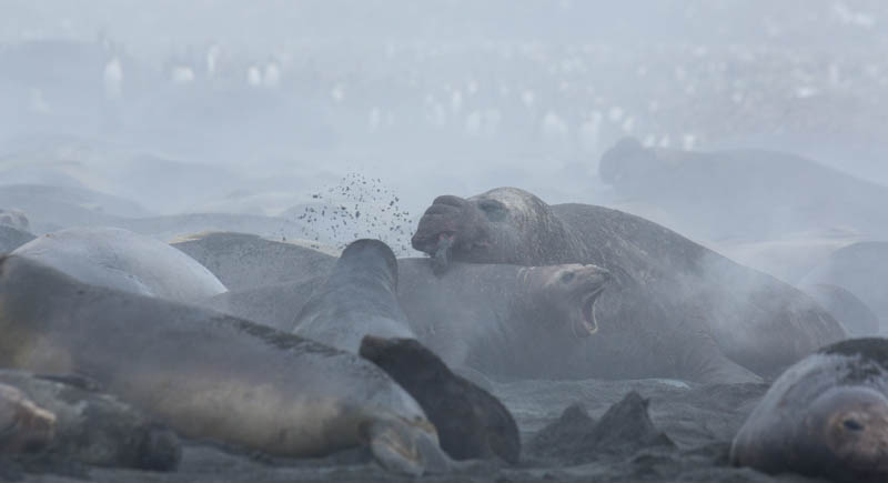 Southern Elephant Seals On Beach
