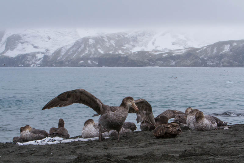 Northern Giant Petrels On Beach