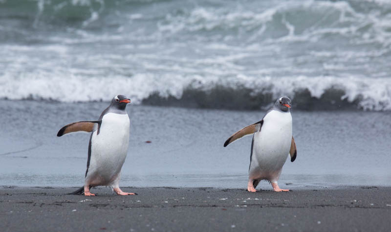 Gentoo Penguins In Surf