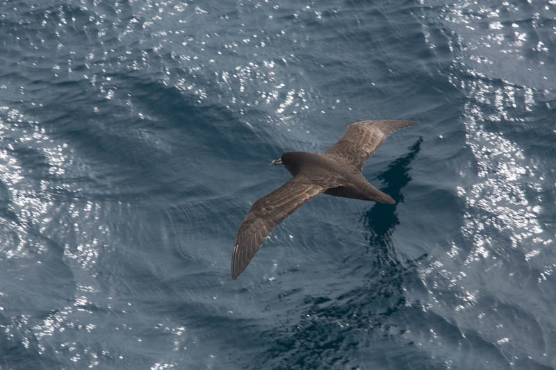 White-Chinned Petrel
