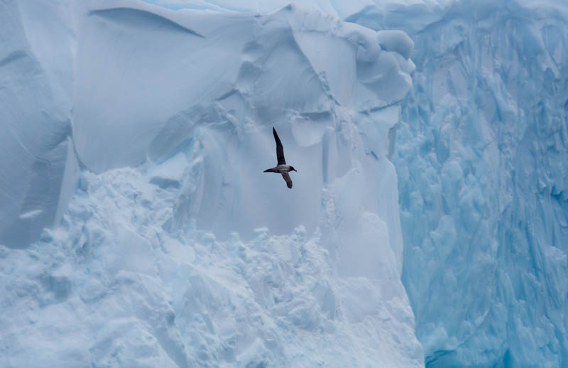 Light-Mantled Sooty Albatross And Iceberg