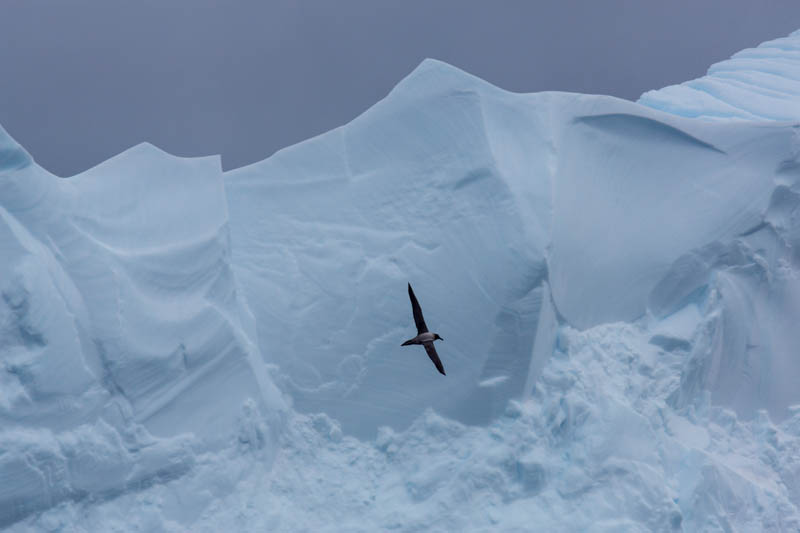 Light-Mantled Sooty Albatross And Iceberg