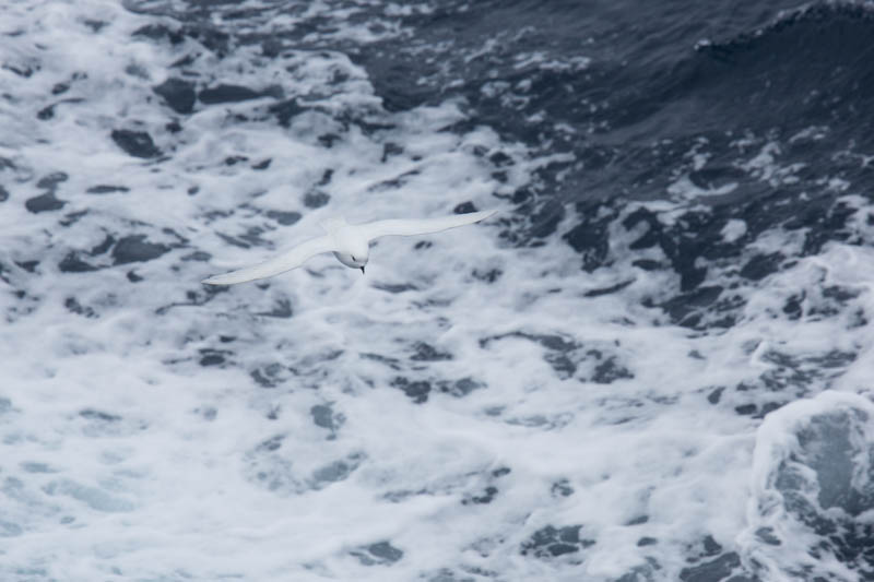 Snow Petrel In Flight