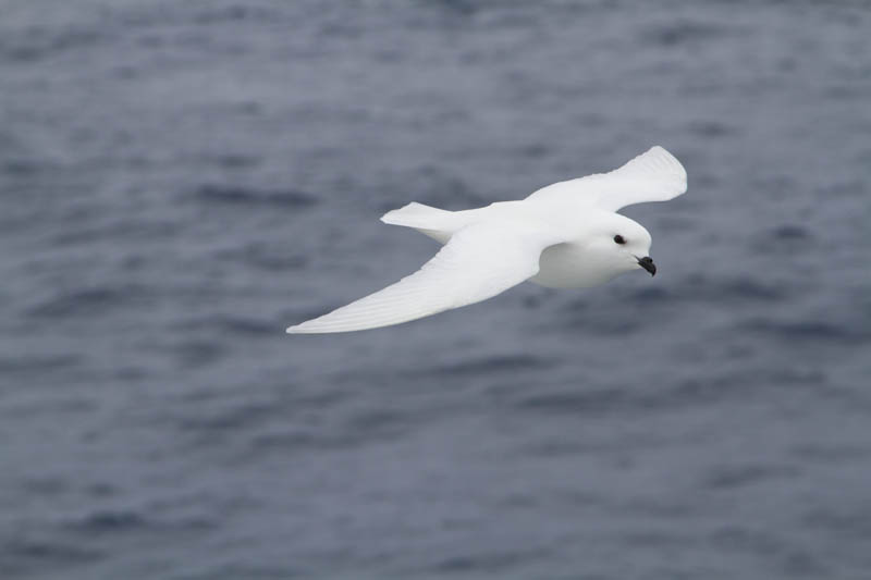 Snow Petrel In Flight