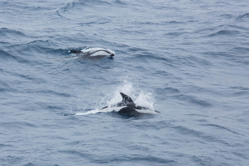 Hourglass Dolphins Breaching