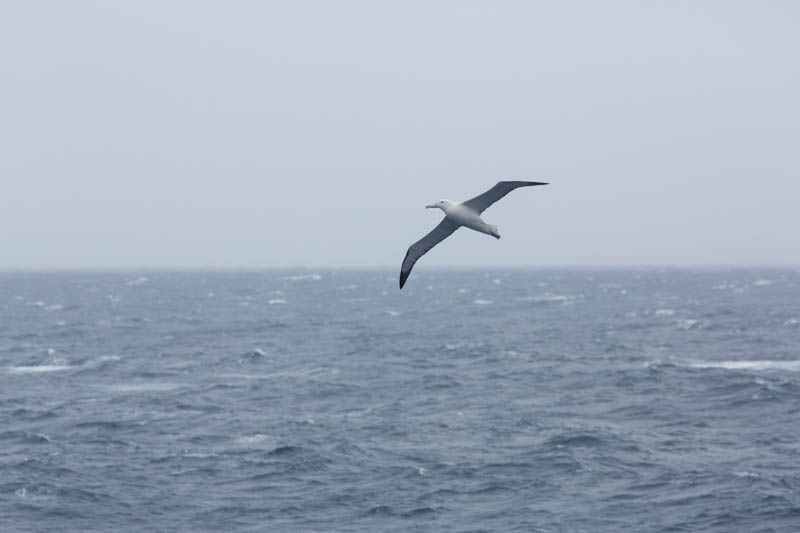 Royal Albatross In Flight