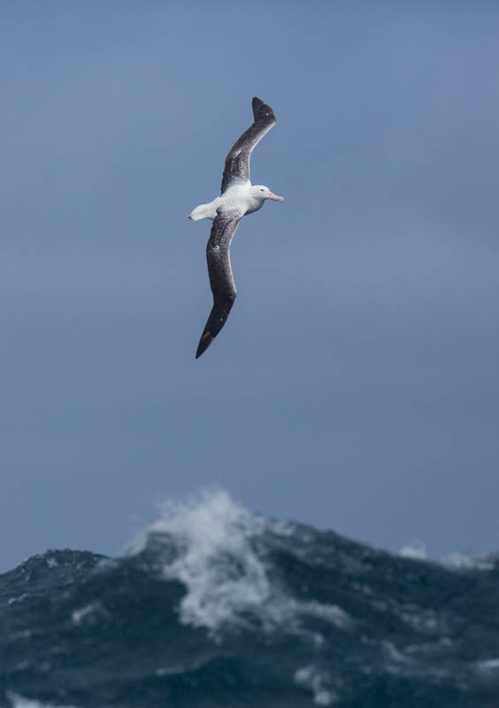 Royal Albatross In Flight