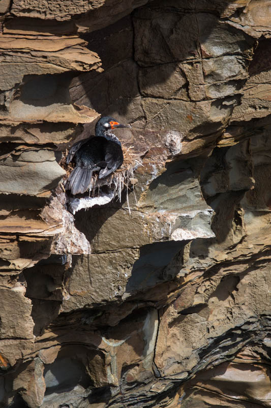 Rock Shag On Nest
