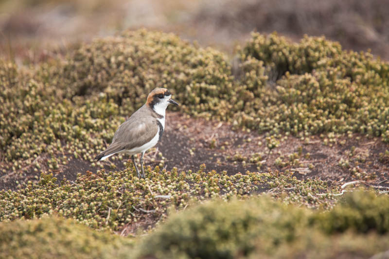 Two-Banded Plover