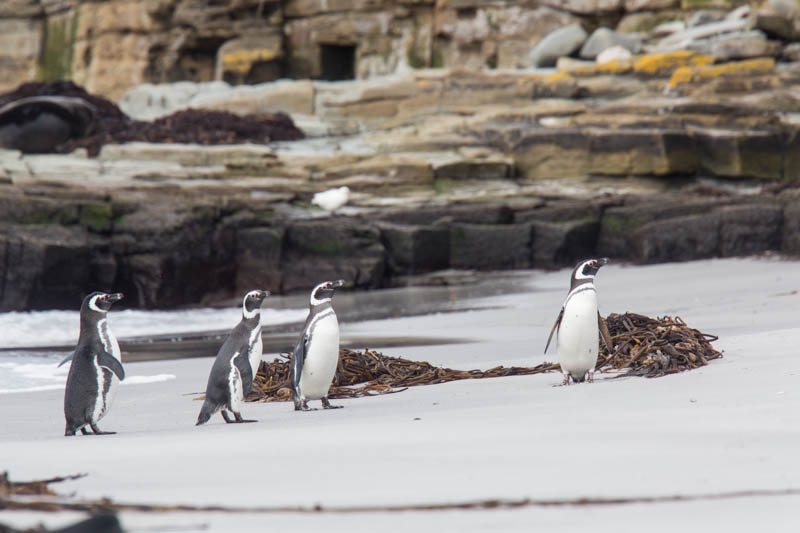 Magellanic Penguins On Beach