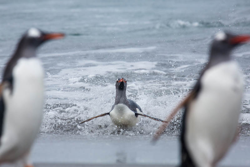 Gentoo Penguin Coming Ashore
