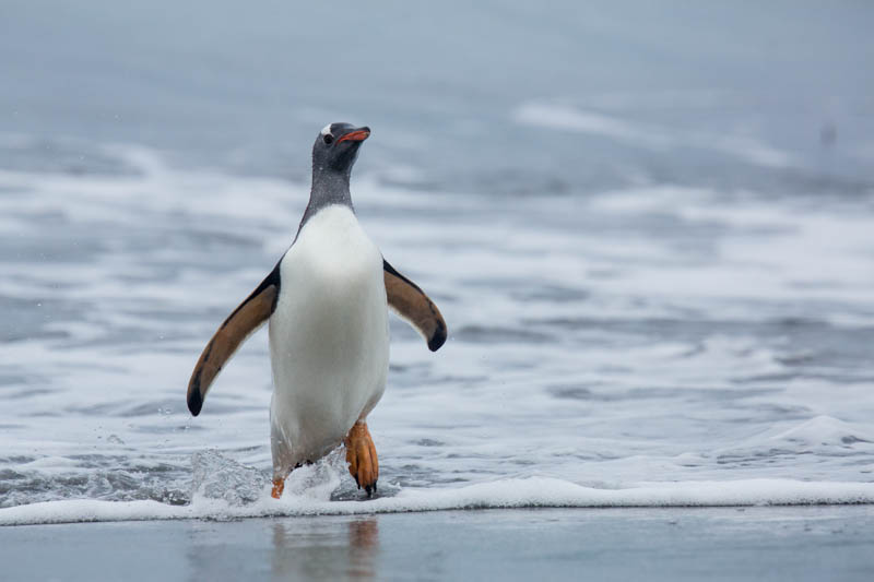 Gentoo Penguin Coming Ashore