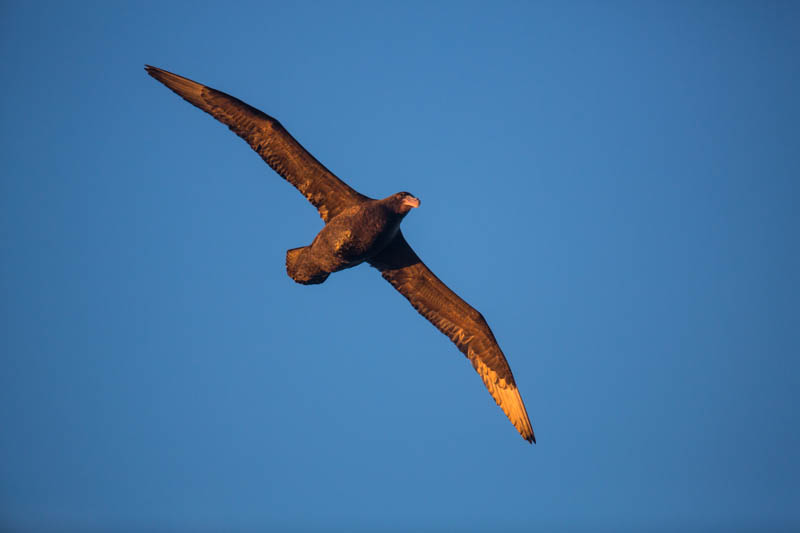 Southern Giant Petrel In Flight