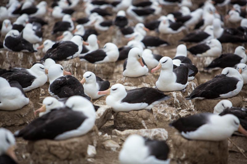 Black-Browed Albatross Colony