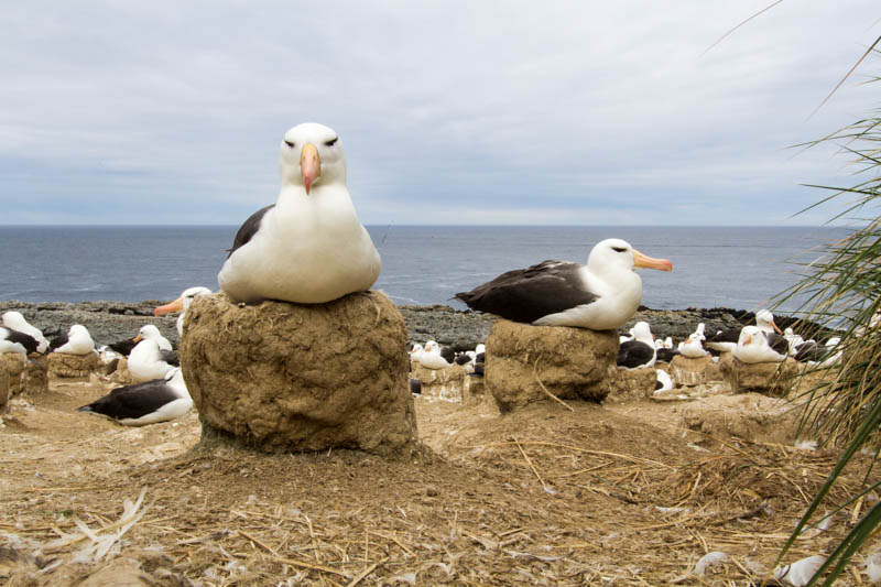 Black-Browed Albatross Colony