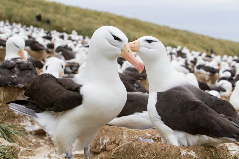 Black-Browed Albatross Preening