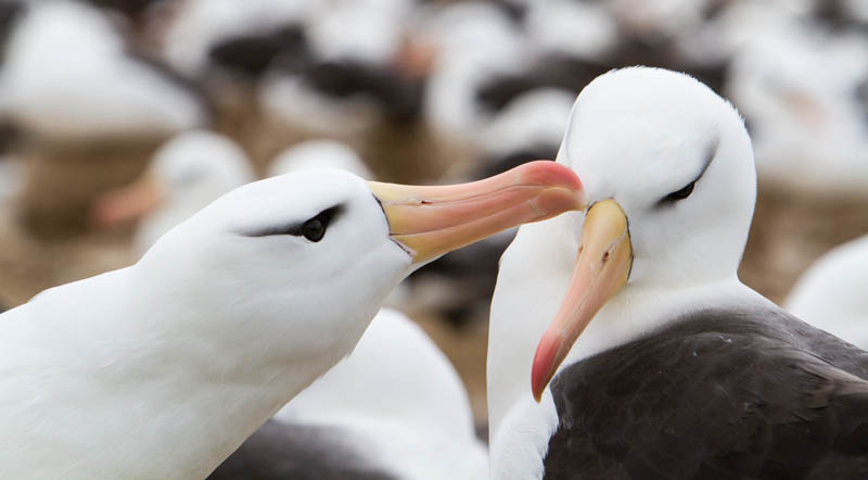 Black-Browed Albatross Preening