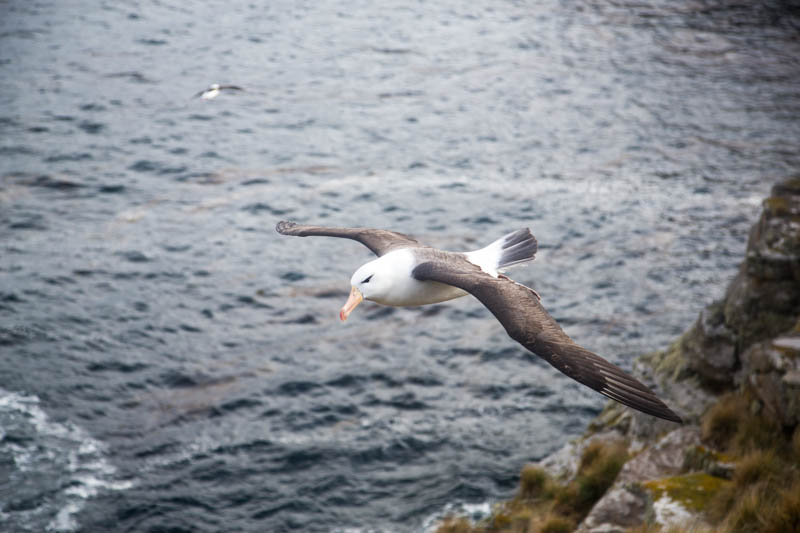Black-Browed Albatross In Flight