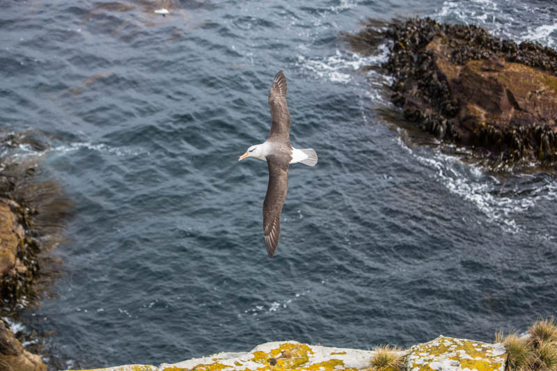 Black-Browed Albatross In Flight