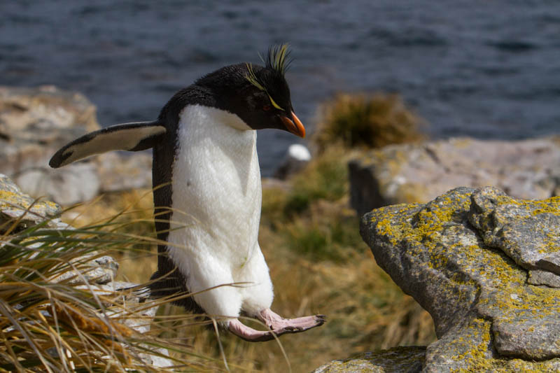 Rockhopper Penguin Hopping