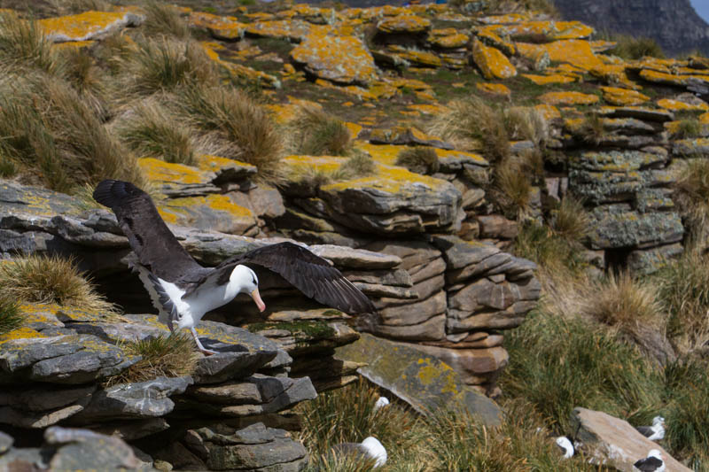 Black-Browed Albatross On Cliff Face