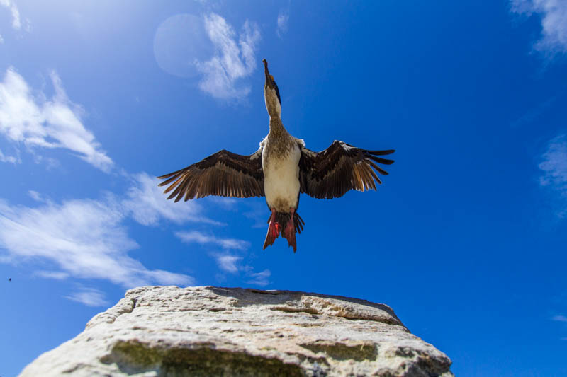 Imperial Cormorant Taking Flight