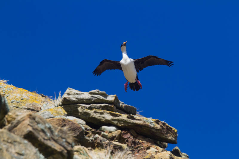 Imperial Cormorant In Flight