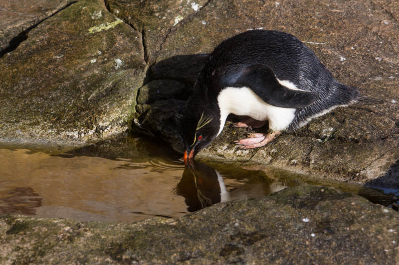Rockhopper Penguin Drinking