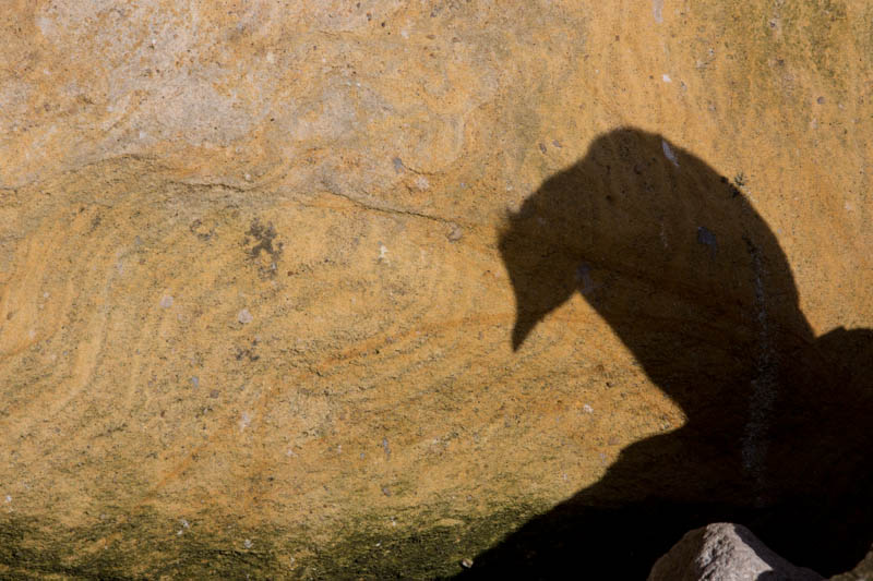 Rockhopper Penguin Shadow