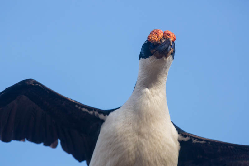 Imperial Cormorant In Flight