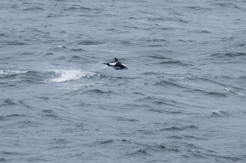 Hourglass Dolphin Breaching