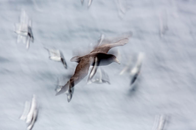 Southern Giant Petrel And Cape Petrels In Flight