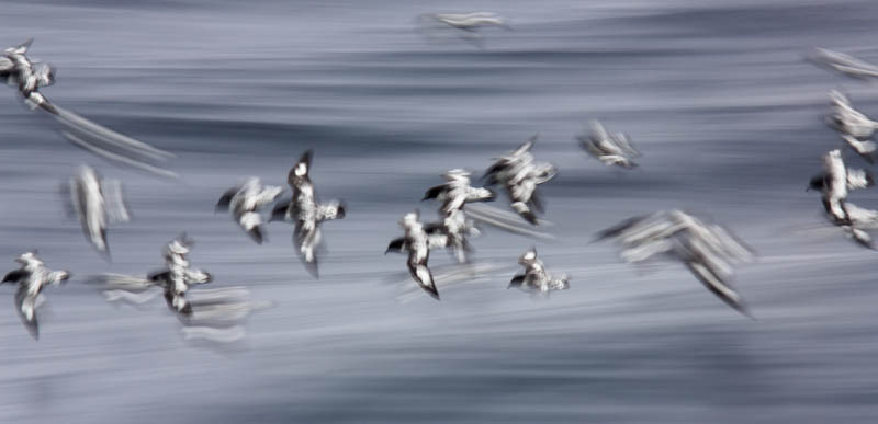 Cape Petrels In Flight