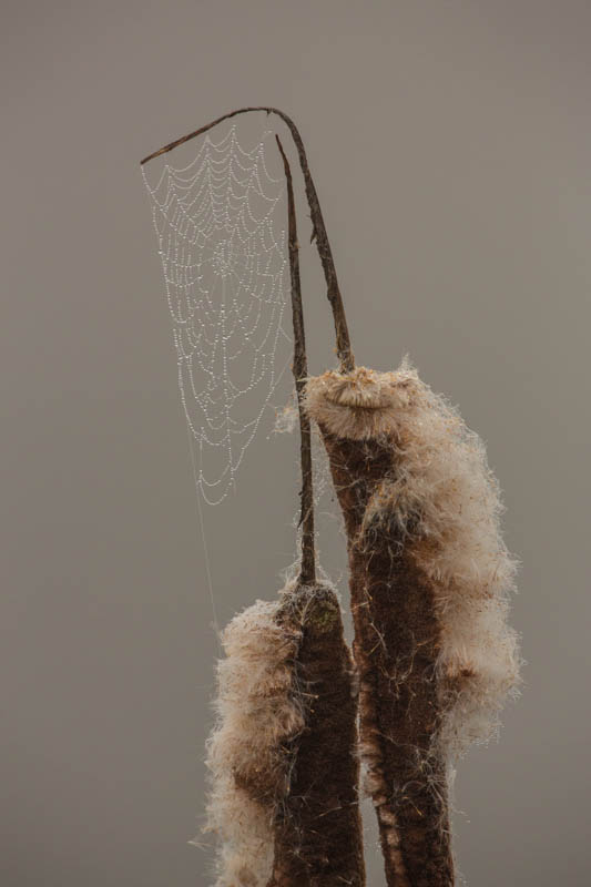 Spider Web On Cattail
