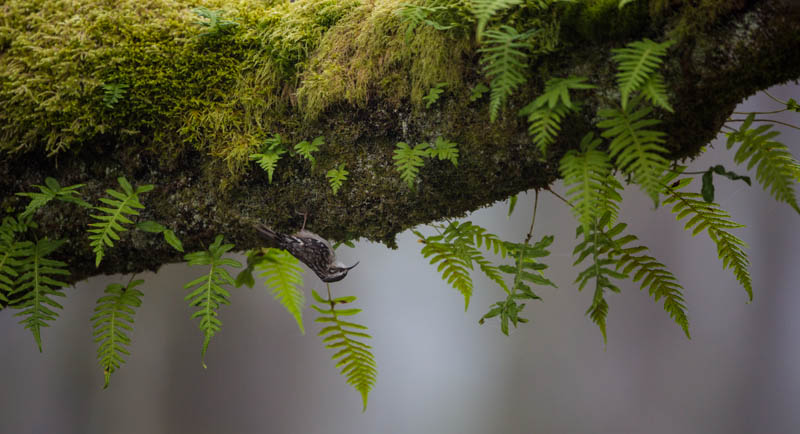 Brown Creeper On Moss Covered Branch