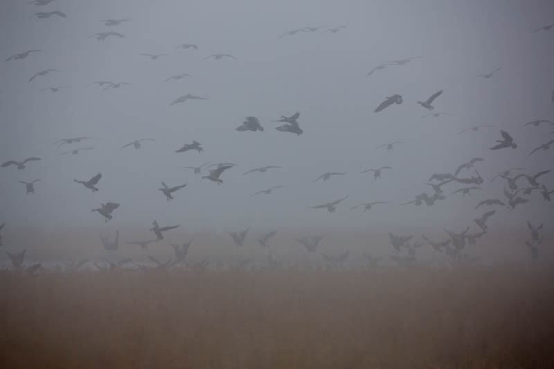 Cackling Geese In Fog