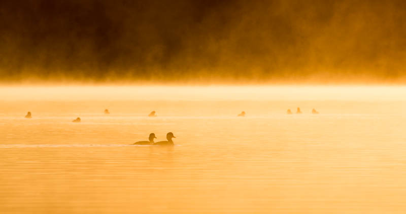 Buffleheads On Lake Sammamish At Sunrise