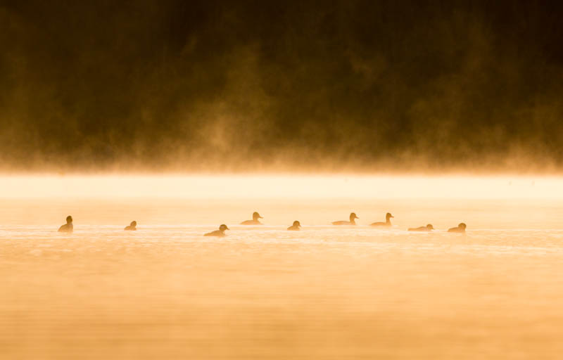 Buffleheads On Lake Sammamish At Sunrise