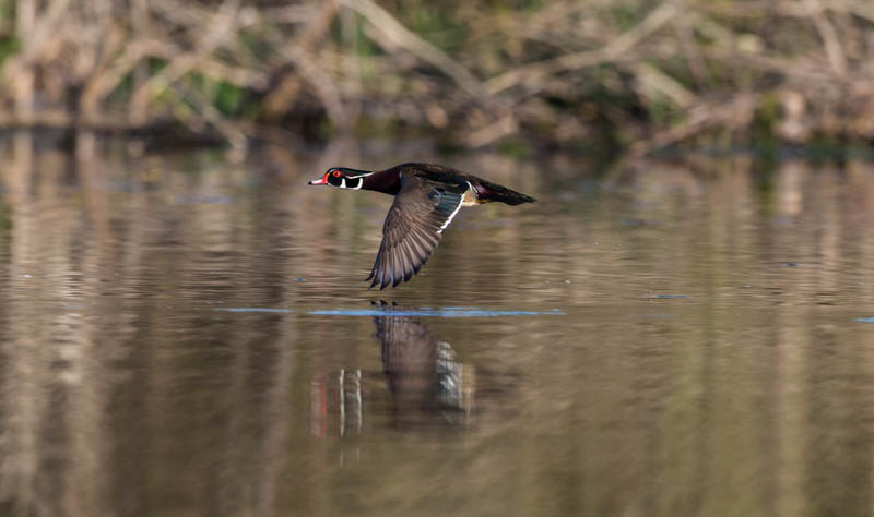 Wood Duck In Flight