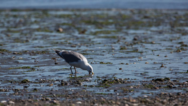 Gull Digging For Clam