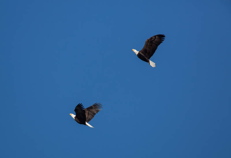 Bald Eagles In Flight