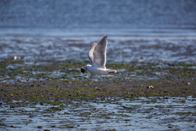 Gull Taking Flight With Clam