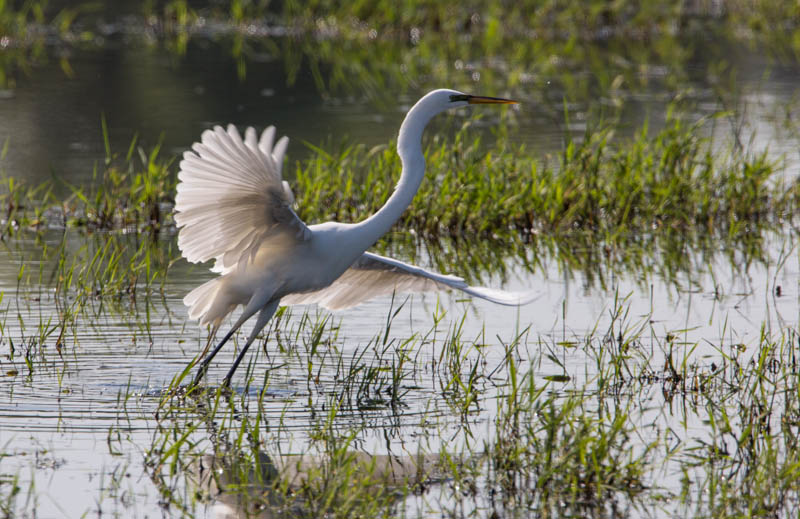 Great Egret Taking Flight